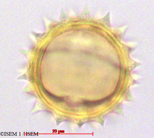 ISEM 1/Pentacalia_andicola_29090/Pentacalia_andicola_29090_0004(copy).jpg